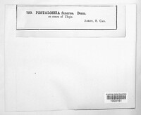 Pestalotia funerea image